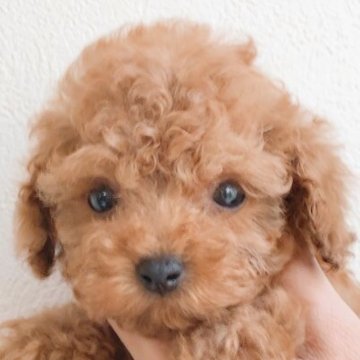 トイプードル(タイニー)【静岡県・男の子・2022年12月23日・レッド】の写真「噛みあわせオーバーショットの為お値段下げました。」