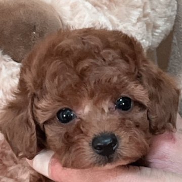 トイプードル(トイ)【静岡県・女の子・2024年1月16日・レッド】の写真「マイペースの女の子♡3/13迄の募集」