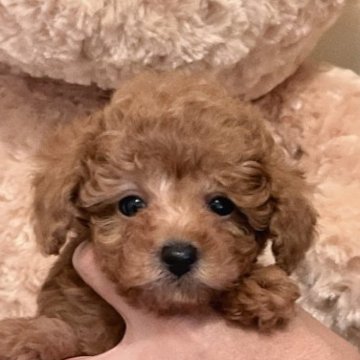 トイプードル(トイ)【静岡県・男の子・2023年3月19日・レッド】の写真「可愛い男の子⭐︎募集〆切間近」