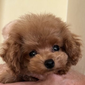 トイプードル(ティーカップ)【静岡県・男の子・2023年9月30日・レッド】の写真「めちゃめちゃカワイイ男の子♡」