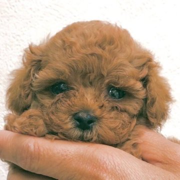 トイプードル(タイニー)【静岡県・女の子・2023年3月7日・レッド】の写真「お目々クリクリ超可愛い女の子♡5/2迄の募集」