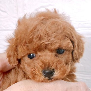 トイプードル(トイ)【静岡県・男の子・2023年1月3日・レッド】の写真「小さめレッドの男の子☆2月末迄の募集⭐︎」