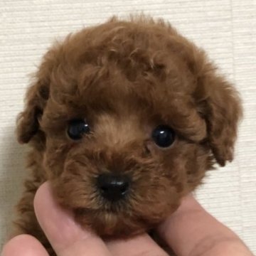 トイプードル(トイ)【静岡県・女の子・2022年11月22日・レッド】の写真「小さめで甘えん坊ちゃん♡1/17までの募集」