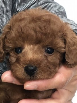 トイプードル(トイ)【静岡県・女の子・2022年1月1日・レッド】の写真「プリティな女の子♡」