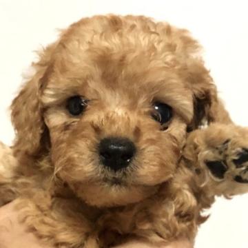 トイプードル(トイ)【静岡県・男の子・2022年9月11日・アプリコット】の写真「10/31までの募集⭐︎元気で可愛い男の子⭐︎」