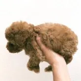 トイプードル(トイ)【静岡県・男の子・2023年3月7日・レッド】の写真5