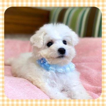 ビションフリーゼ【栃木県・男の子・2024年9月12日・ホワイト】の写真「とても人懐こく甘えん坊な男の子！」