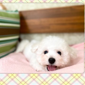 ビションフリーゼ【栃木県・男の子・2025年3月17日・ホワイト】の写真「人懐こく愛嬌たっぷりな男の子です。」