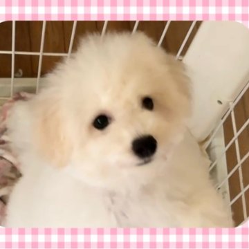 ビションフリーゼ【栃木県・女の子・2025年6月23日・ホワイト】の写真「人懐こく甘えん坊元気で小柄な女の子です。」