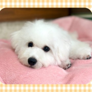 ビションフリーゼ【栃木県・男の子・2025年5月16日・ホワイト】の写真「穏やかで甘えんぼうな小柄な男の子です！」