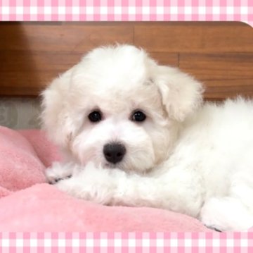 ビションフリーゼ【栃木県・女の子・2025年7月17日・ホワイト】の写真「元気で陽気な女の子です。」