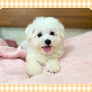 ビションフリーゼ【栃木県・男の子・2025年5月16日・ホワイト】の写真「小ぶりな男の子」