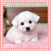 ビションフリーゼ