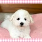 ビションフリーゼ