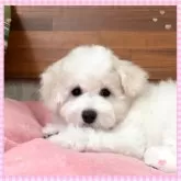 ビションフリーゼ