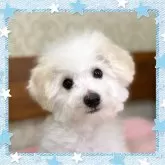 ビションフリーゼ