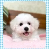 ビションフリーゼ