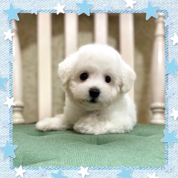 ビションフリーゼ【栃木県・男の子・2024年7月31日・ホワイト】の写真「特別価格にてお迎えいただけます
人懐こい男の子」