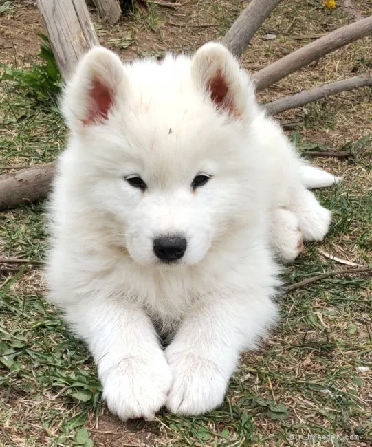 K.Y 様のお迎えした子犬