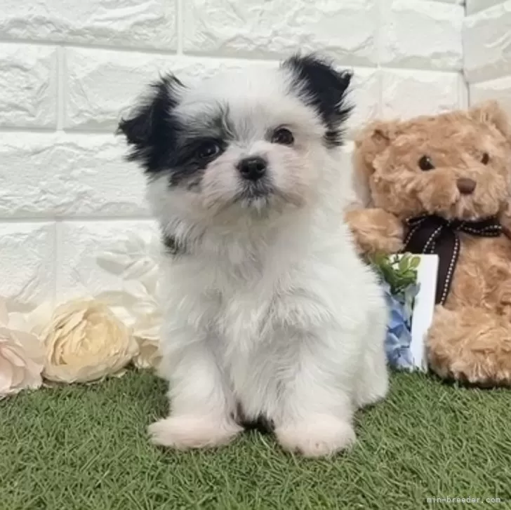 K 様のお迎えした子犬