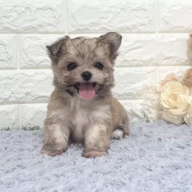 ID:2504-05155の子犬