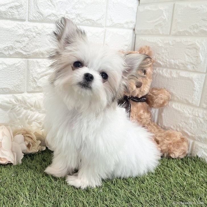 わちファミリーページ①④ チワマル(マルチーズ×チワワ)【鹿児島県・女の子・2025年1月29日