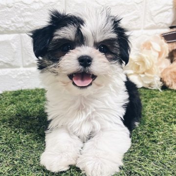 チワマル(マルチーズ×チワワ)【福岡県・女の子・2025年9月21日・ホワイト&ブラック】の写真「⭐️総額30万⭐️」
