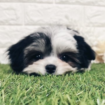 チワマル(マルチーズ×チワワ)【福岡県・女の子・2025年9月21日・ホワイト&ブラック】の写真「⭐️12/19迄のご成約の場合生体代金2万円引⭐️」