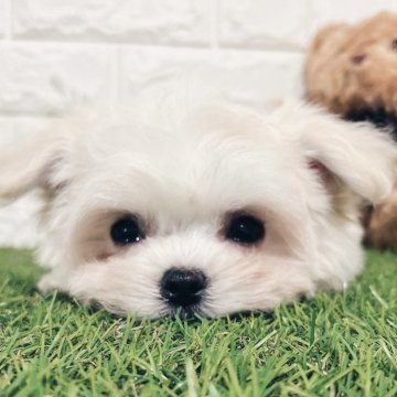 チワマル(マルチーズ×チワワ)【福岡県・女の子・2025年9月21日・クリーム】の写真「⭐️12/19迄のご成約の場合生体代金2万引き⭐️」