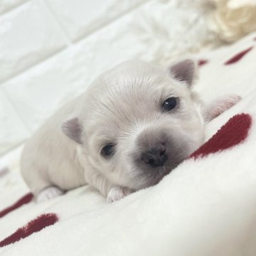 チワマル(マルチーズ×チワワ)【福岡県・女の子・2025年9月21日・クリーム】の写真「⭐️可愛いチワマルちゃん⭐️」