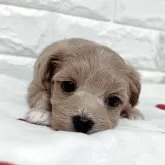 マルプー(マルチーズ×トイプードル)【福岡県・女の子・2025年9月28日・アプリコット】の写真1