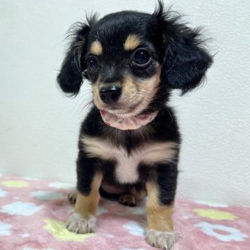 ダックス(3.7キロ)×チワワ(2.5キロ)【福岡県・女の子・2022年5月5日・ブラックタン】の写真「7/22 最終価格に変更(良いご縁があります様に」