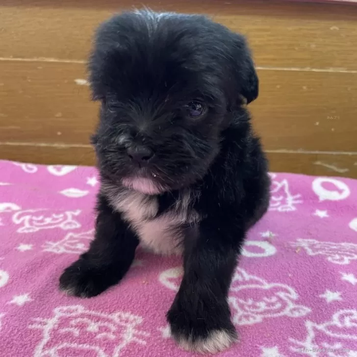 ID:2501-02636の子犬