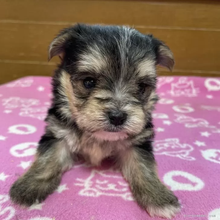 ID：2501-02637の子犬