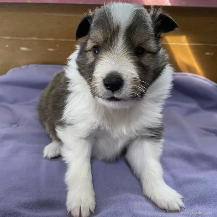 ID:2502-05917の子犬