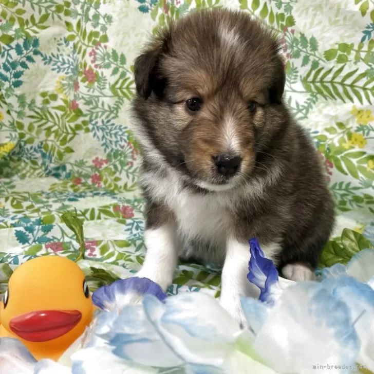 ID：2507-06030の子犬