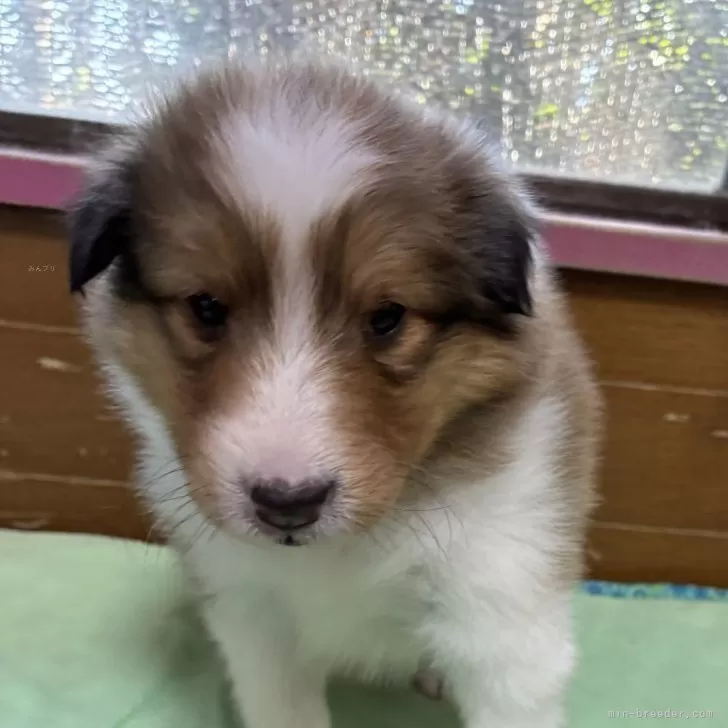 トモ 様のお迎えした子犬