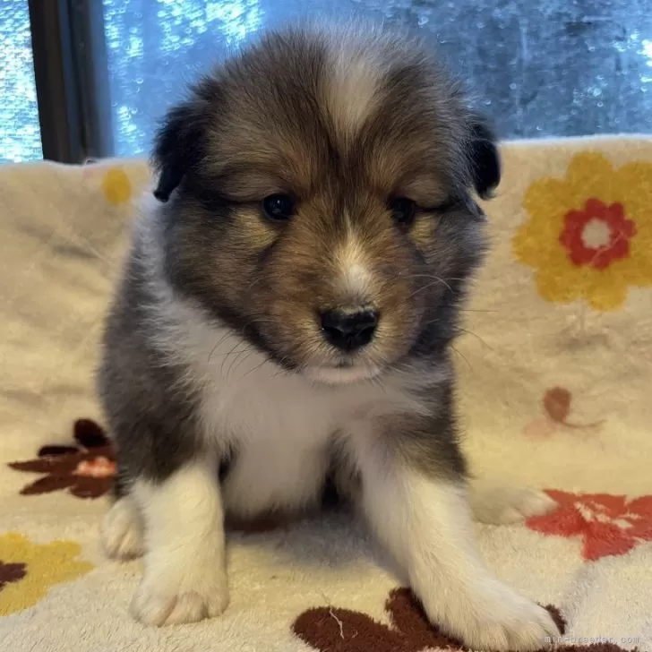ID:2412-01982の子犬