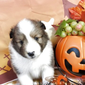 シェットランドシープドッグ【岐阜県・女の子・2025年9月25日・セーブル&ホワイト】の写真「可愛い女の子♡」