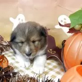 シェットランドシープドッグ