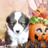 シェットランドシープドッグ