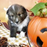 シェットランドシープドッグ