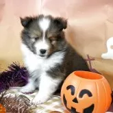 シェットランドシープドッグ