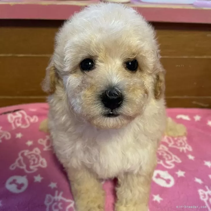 ID：2410-00864の子犬