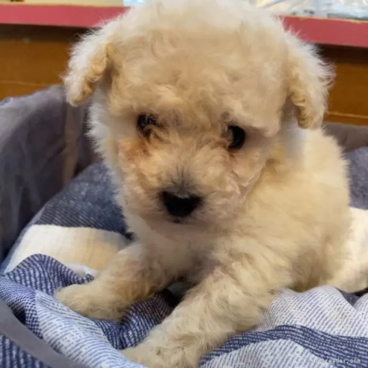 ID:2312-03363の子犬