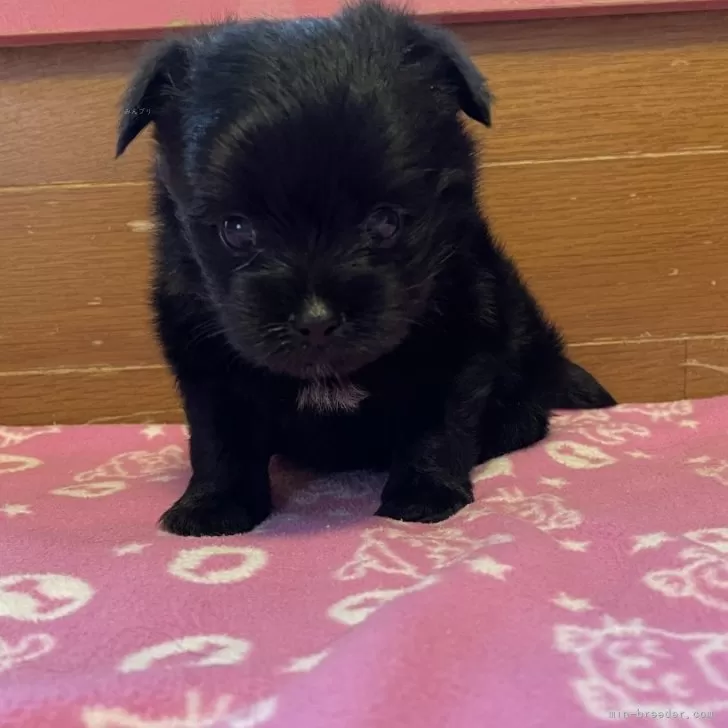 ID:2409-00272の子犬