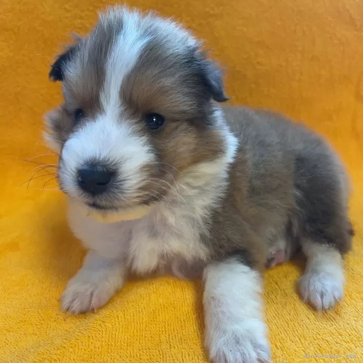 ID:2401-02865の子犬