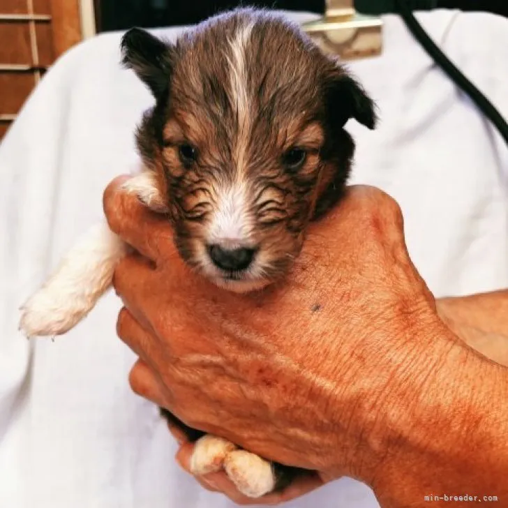 ID:2306-03487の子犬