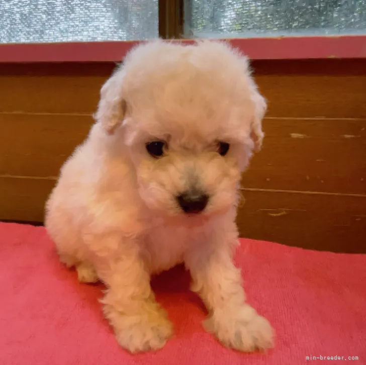 ID:2304-02722の子犬