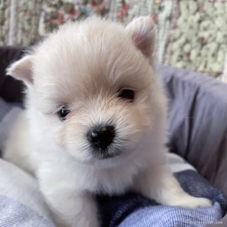 ID:2309-02338の子犬